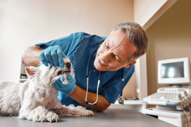 Best Emergency Care for Gum Disease in Mission Bend, TX